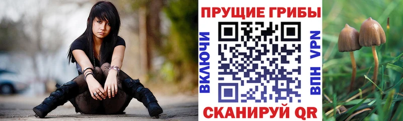 где купить   Сычёвка  Галлюциногенные грибы MAGIC MUSHROOMS 